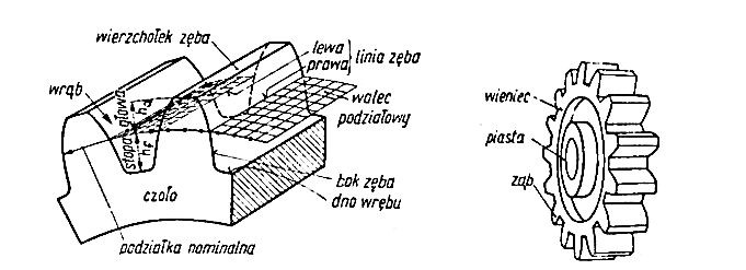 budowa-kola-zebatego-profil-zeba.png